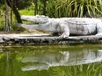 Croc sculpture.JPG (187 KB)